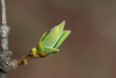 Syringa vulgaris - šeřík obecný - pupen list